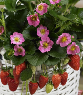 Fragaria toscana 'Deep Rose'